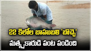 22 Kgs Rare FISH Caught In Net NTR District  BOCHA FISH  Samayam Telugu [upl. by Nawuj687]