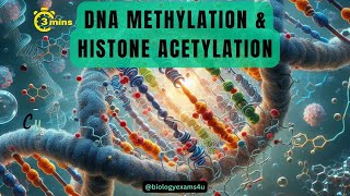 Epigenetic Regulation of Gene Expression Difference between DNA Methylation amp Histone Acetylation [upl. by Enirehtakyram907]