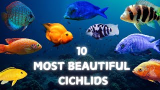 10 Most Beautiful Cichlids For Aquarium [upl. by Lewis527]