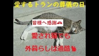 【愛するトランの葬儀行って参りました🙏】沢山のファンがいた愛され猫トランですが外は過酷でした [upl. by Anina]