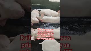 subrang baba ng price ng baboy🥺highlights subscribers [upl. by Saul648]