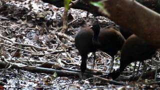 Brownwinged Trumpeter Psophia dextralis  Conover 1934 [upl. by Esiocnarf796]