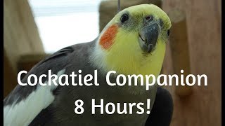 Cockatiel Companion 8 HOURS OF COCKATIEL SOUNDS Mega Compilation [upl. by Tedda529]