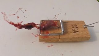 Damson in Mouse Trap Slow Mo GoPro 120fps [upl. by Malet]