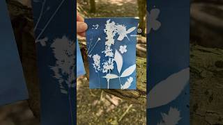 Cyanotype Botanical Prints  making art with light paper and flowers [upl. by Sabir]