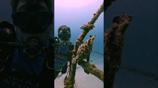 FROG FISH frogfish scubadivingadventures ocean shipwreck sea VIRAL [upl. by Enelkcaj]