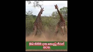 giraffe fight ජිරාෆ් වලියක් [upl. by Rochus]