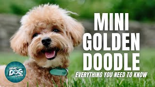 Mini Goldendoodle  Dog Breed Information  Dogs 101  The Miniaturesize Goldendoodle [upl. by Eiramanig474]