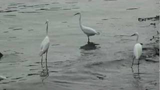 Crane birds on fish hunting at Mahe river shore [upl. by Elma]