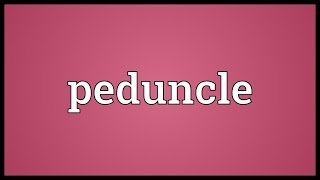 Peduncle Meaning [upl. by Shelli902]