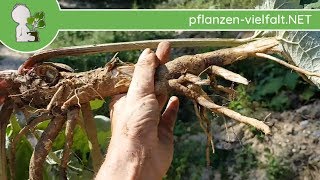 Große Klette  quotHerbstWurzelquot 1ten Jahr  160918 Arctium lappa  Essbare Wildkräuter bestimmen [upl. by Joice972]