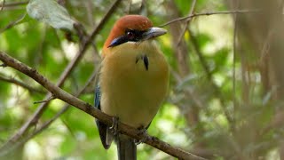 Russetcrowned Motmot in Guatemala [upl. by Ambrosi]