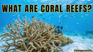 What are Coral Reefs  Types of Coral Reefs  Why are coral reefs so important  Coral Bleaching [upl. by Walliw]