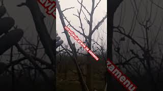 Rezidba šljiveprimer koje grane se ostavljaju za zamenupre 7 god plum pruning agriculture agro [upl. by Ailadgim]