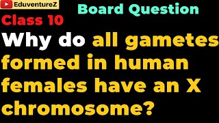 Why do all gametes formed in human females have an X chromosome Class 10 Biology Sample Questions [upl. by Arais]