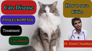 Feline Panleukopenia disease in Cats  Panleukopenia symptoms  Treatment  Dr Khalid Chaudhary [upl. by Aisetra]