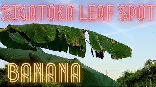 Singatoka Leaf Spot Identification and Management [upl. by Anjanette44]