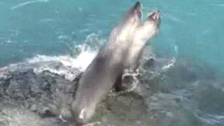 Fur seals in the breeding season [upl. by Nnylatsyrk]