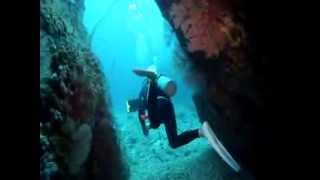 Hammerhead Shark Diving off Okinawa Japan [upl. by Gorrono527]