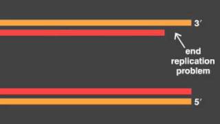 telomere replication [upl. by Airbmac586]