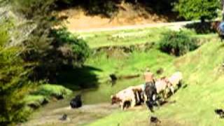 Part 2 Mustering Wild Bulls in Northland New Zealand [upl. by Dnalyram]