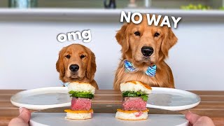 Dog Reviews Food With Little Brother  Tucker Taste Test 21 [upl. by Reteid]