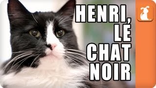 Henri le Chat Noir  Memed [upl. by Garrik]