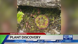 Botanists discover new Carnivorous plant in Kentucky gorge [upl. by Croix21]