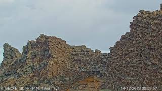 EL ENTORNO DEL NIDO  Halcón tagarote  Parque Nacional de Timanfaya Lanzarote Canarias España [upl. by Nyberg468]