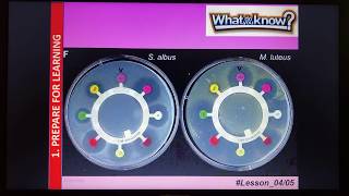 B1 Sterile Technique Agar Plates REQUIRED PRACTICAL TRIPLE ONLY [upl. by Eiffub]