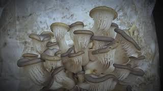 Pleurotus ostreatus timelapse v2 [upl. by Auop]