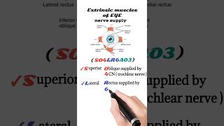 extraocular muscles nerve supply  extrinsic muscles of the eye [upl. by Dyal736]