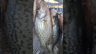 Wow🔥 Limits of Crappie ⁉️ [upl. by Sualkin]