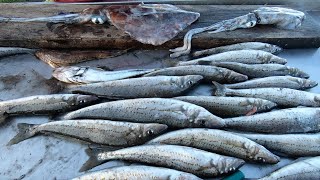 4K HUGE Western Port Bay WHITING [upl. by Joelynn]