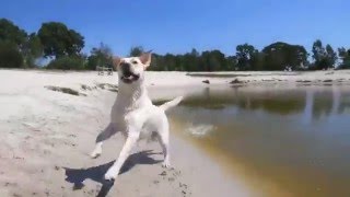 Urlaub mit Hund bei Landal GreenParks [upl. by Loresz918]