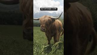 GORGEOUS CLOSEUP OF A SCOTTISH COW shorts [upl. by Ecinehs]