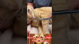 Removing worms from this poor yellow kittens eye 0101125 cat kitten pets wormremoval [upl. by Johanna]