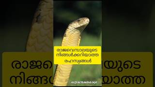 King Cobra Facts Malayalam  King Cobra  Most Venomous Snake  Facts About King Cobra  shortsfeed [upl. by Ellennad737]