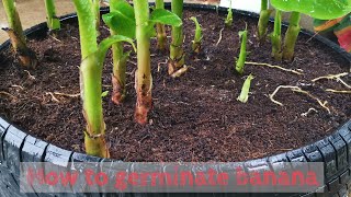 How to germinate banana simple at home [upl. by Jorey]