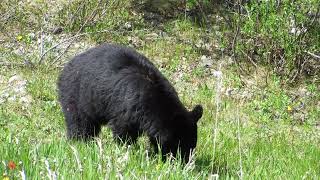 Black Bear yearling near Crowfoot Glacier Banff National Park Canada [upl. by Teodoor835]