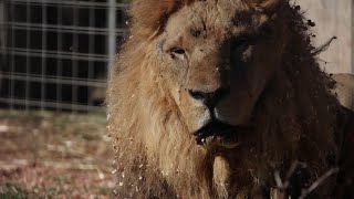 Escaped Lion Roamed Streets for 7 Hours Before Being Caught [upl. by Pinter]