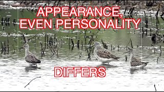 How to ID Greater and Lesser Yellowlegs NARRATED [upl. by Nhguaved]