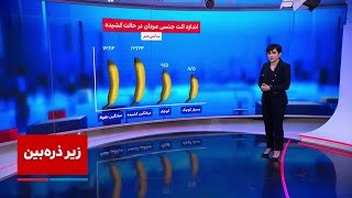 زیرذره‌بین طول آلت جنسی مردان ایرانی [upl. by Bissell]