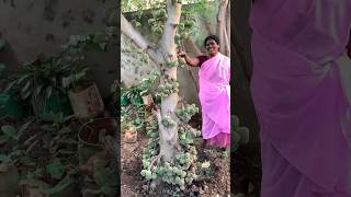 நச்சுநச்சுன்னு ஒரு தட்டு😄🤝செஞ்சுருவோம்✅Organic homegarden vlognaturehealthylivingshorts [upl. by Gussi]