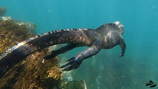 Galapagos Marine Iguana  Underwater with AdventureSmith [upl. by Elleoj]