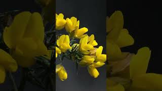 The Magic of Gorse Natures Golden Guardian in Celtic Lore [upl. by Iaoh]