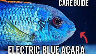 Electric Blue Acara Care Guide the most amazing community fish you can own [upl. by Adelina]