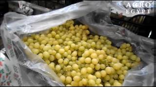 Grapes SugraOne  AgroEgypt  June 2016 [upl. by Ahseenat]