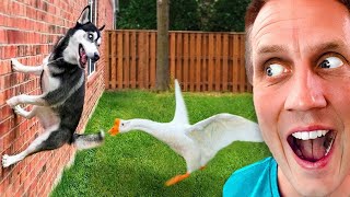 Funniest Husky Videos 🤣 🐶 Funny And Cute Dog Videos Compilation of Huskies Screaming [upl. by Tresa805]