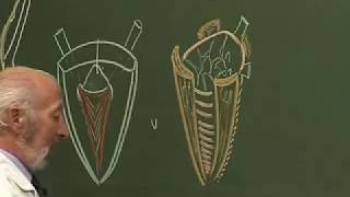 anatomie structurale et fonctionnelle de la vessie  Maurice Laude [upl. by Tomasine560]